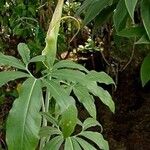 Dracunculus canariensis Květ