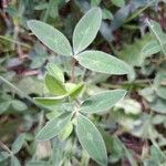 Trifolium medium Лист