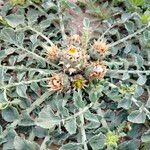 Centaurea acaulis Fruto