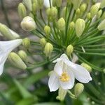 Agapanthus africanus Flors