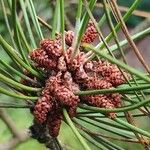 Pinus heldreichii Flower