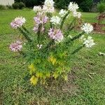 Cleome spinosa Staniste