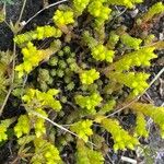 Sedum acre Ліст