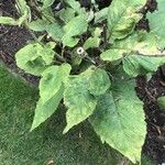 Inula magnifica Leaf