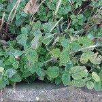 Scutellaria albida 葉