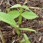 Inga edulis Blad