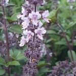 Ocimum kilimandscharicum Flower