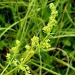 Galium × pomeranicum Flower