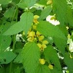 Lamium galeobdolon 花
