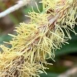 Carex distans Flower