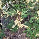Acacia terminalis Fiore