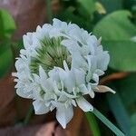 Trifolium nigrescens Virág