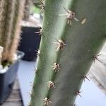 × Harrisinopsis jusbertii Jani