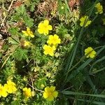 Potentilla brauneana Blomst