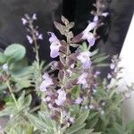 Salvia fruticosa Kvet