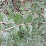 Coriaria japonica Blatt