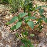 Salvia hispanica Φύλλο