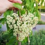 Sambucus nigraFleur