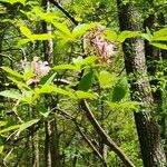 Rhododendron canescens Blatt