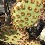 Opuntia aciculata Folio