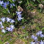 Scilla forbesii Flower