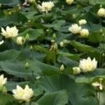 Nelumbo lutea Flower