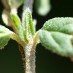 Helianthemum aegyptiacum Leaf