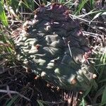 Opuntia macrorhiza Kôra