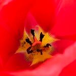 Tulipa agenensis Flower