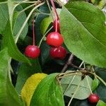 Malus hupehensis Fruit