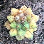 Mammillaria winterae Leaf