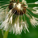 Taraxacum rubicundum Mbuma