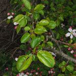 Malus sylvestris Folha