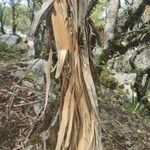 Adenocarpus decorticans 樹皮
