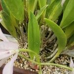 Guarianthe bowringiana Hoja