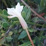 Mascarenhasia arborescens Flor
