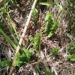 Cruciata glabra Blad