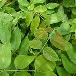 Detarium macrocarpum Blatt