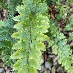 Polystichum luctuosumBlad