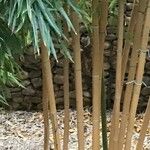 Phyllostachys aurea Corteza