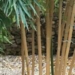 Phyllostachys aurea Corteccia