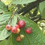 Cotoneaster bullatus 果實