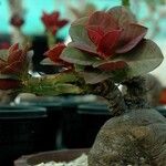 Euphorbia bisglobosa