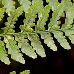 Dryopteris aemula Folio