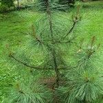 Pinus arizonica Характер