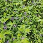 Vinca herbacea List