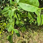 Maerua angolensis Leaf