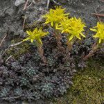 Sedum lanceolatum Habit