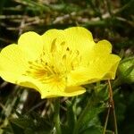 Potentilla grandiflora 花