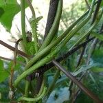 Ipomoea alba Rinde